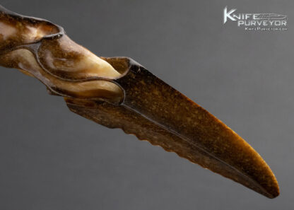 Carved Fossilized Walrus Letter Opener - Image 7
