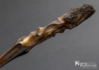 Carved Fossilized Walrus Letter Opener - Image 9