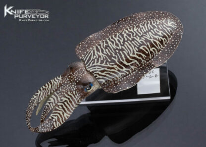 Tsuguo Kurosawa Custom Knife Squid Brown and White Tiger Pattern 16340