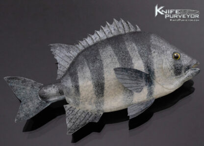 Tsuguo Kurrosawa Knife Custom Knife Ishidai Striped Beakfish - Image 7