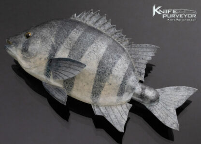 Tsuguo Kurrosawa Knife Custom Knife Ishidai Striped Beakfish - Image 5
